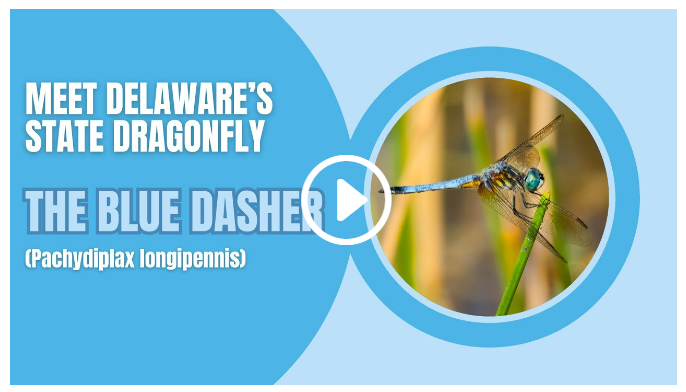 Meet Delaware's State Dragonfly