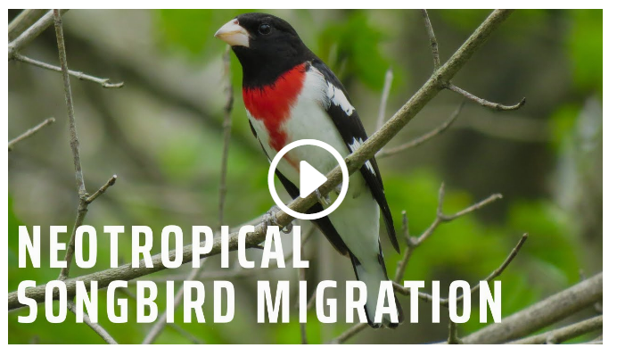 Neotropical Bird Migration