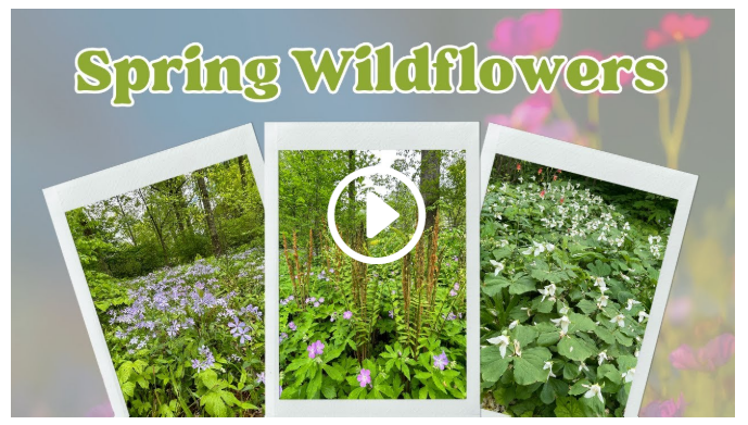Spring Wildflowers