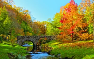 What Really Happens in Autumn: Beyond the Canopy’s Golden Glow