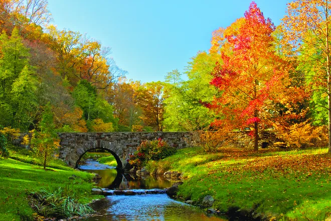 What Really Happens in Autumn: Beyond the Canopy’s Golden Glow