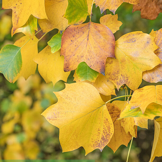 A golden-yellow Tuliptree leaf